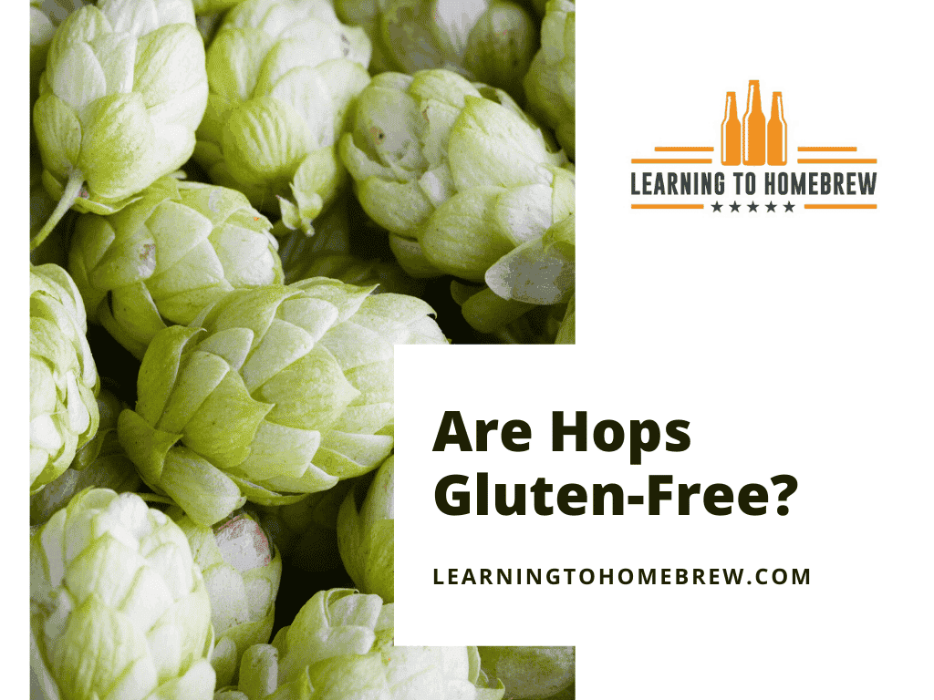 Are Hops Gluten Free? (Plus 8 Other Interesting Facts About Them!)