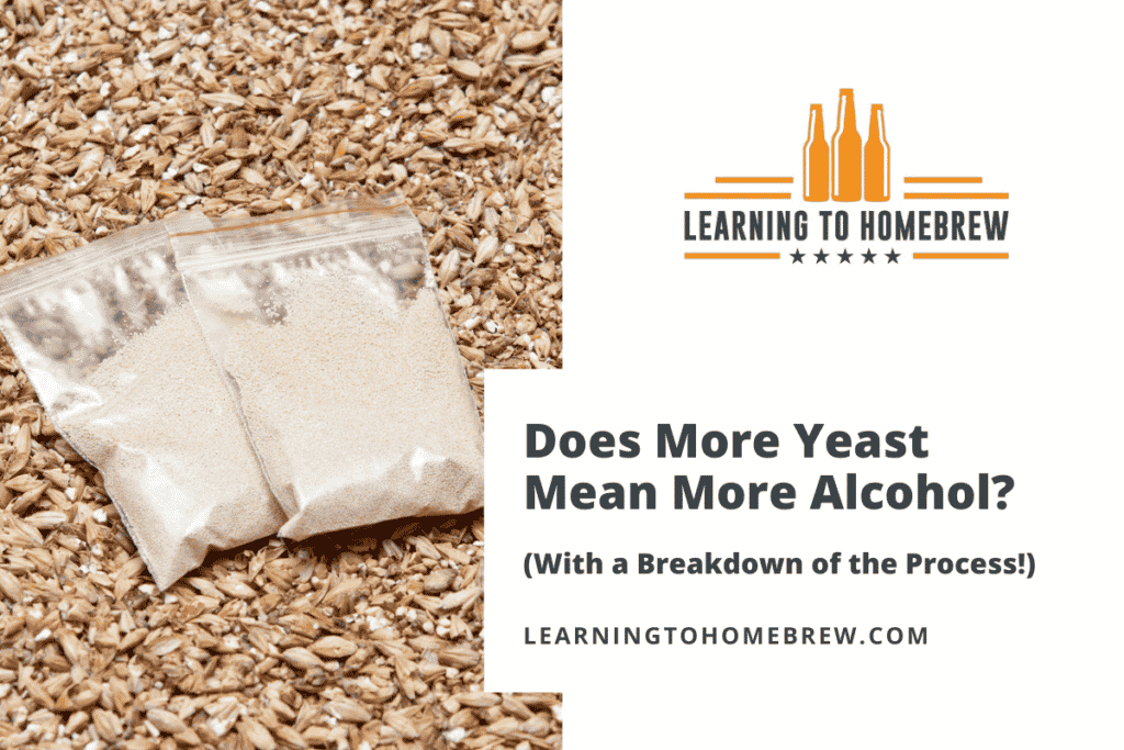 Does More Yeast Mean More Alcohol? (With a Breakdown of the Process!)