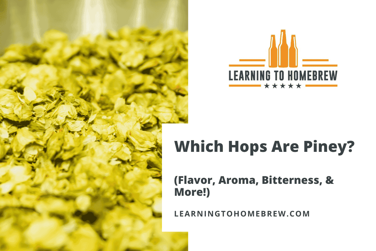 Which hops are most Piney?