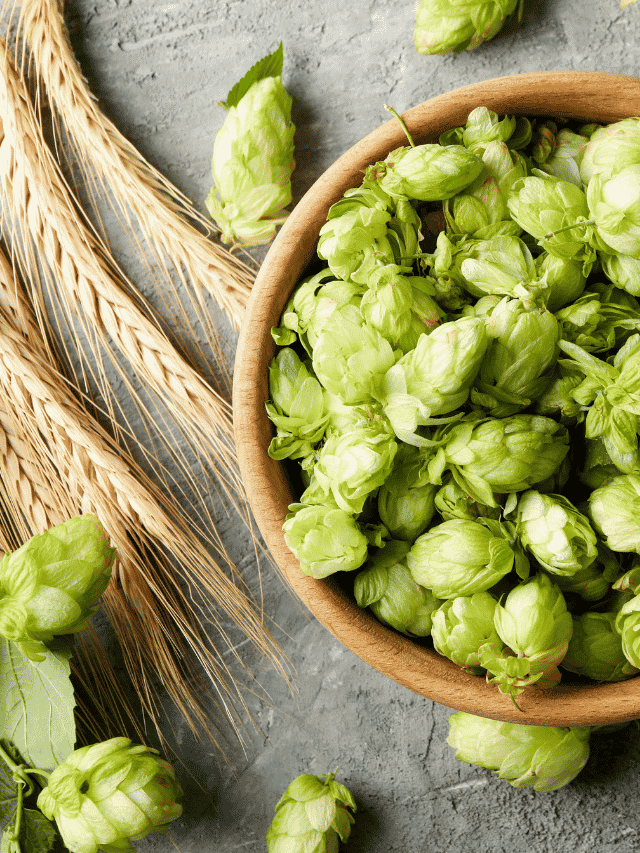 Do Hops Have Gluten? (Plus Other Cool Facts!)