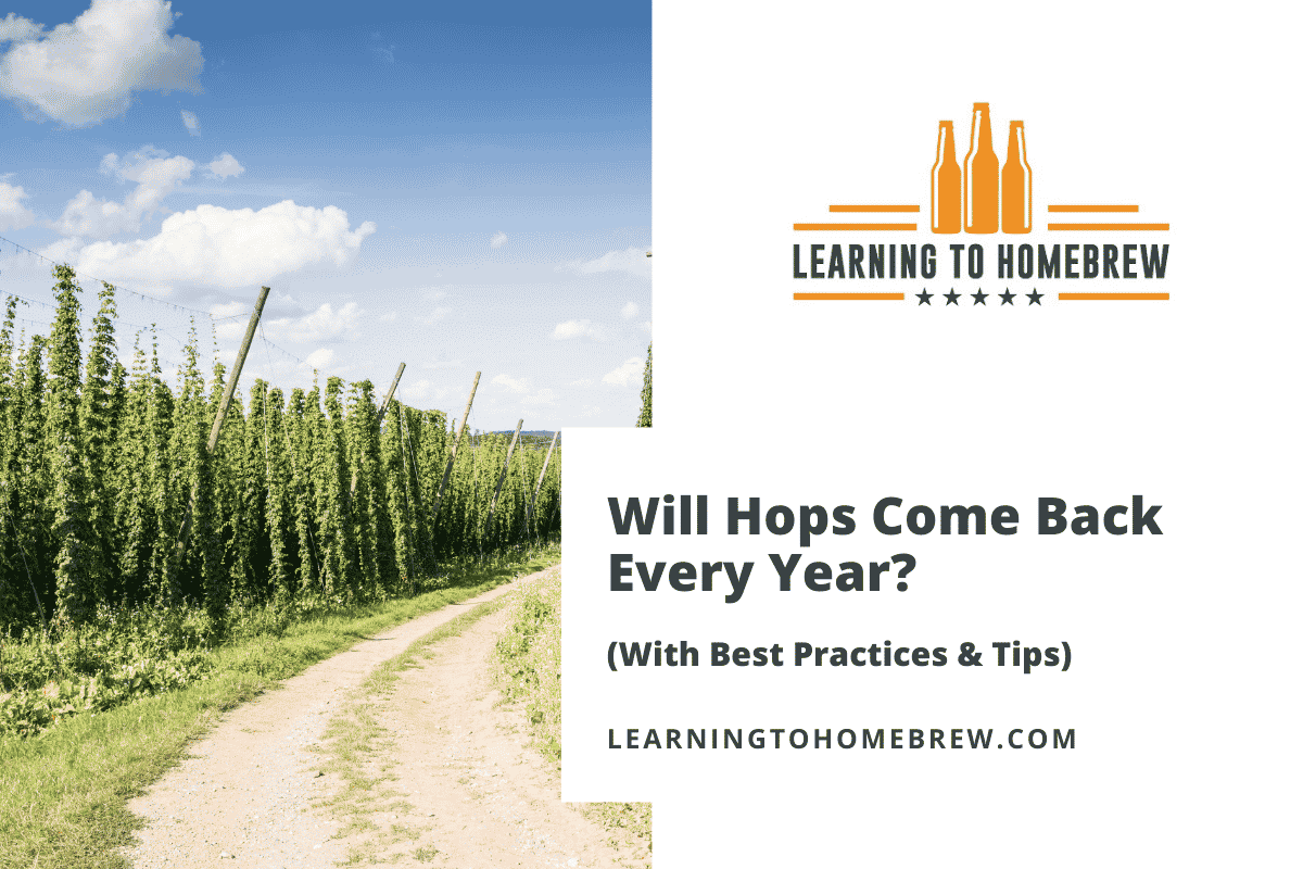 Best Hops for Dry Hopping (Flavor, Aroma, Bitterness) Learning to