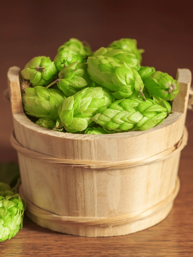 The Best Ways To Use Hops (Besides Making Beer!)