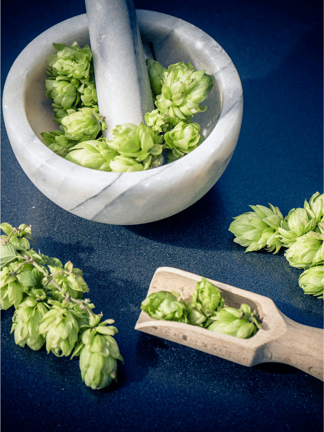 Do Hops Add Calories to Beer?