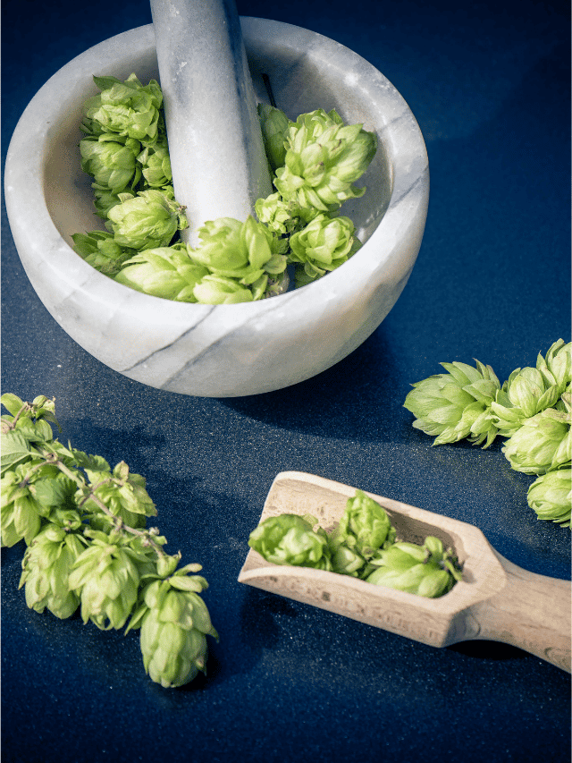 Do Hops Add Calories to Beer Web Story
