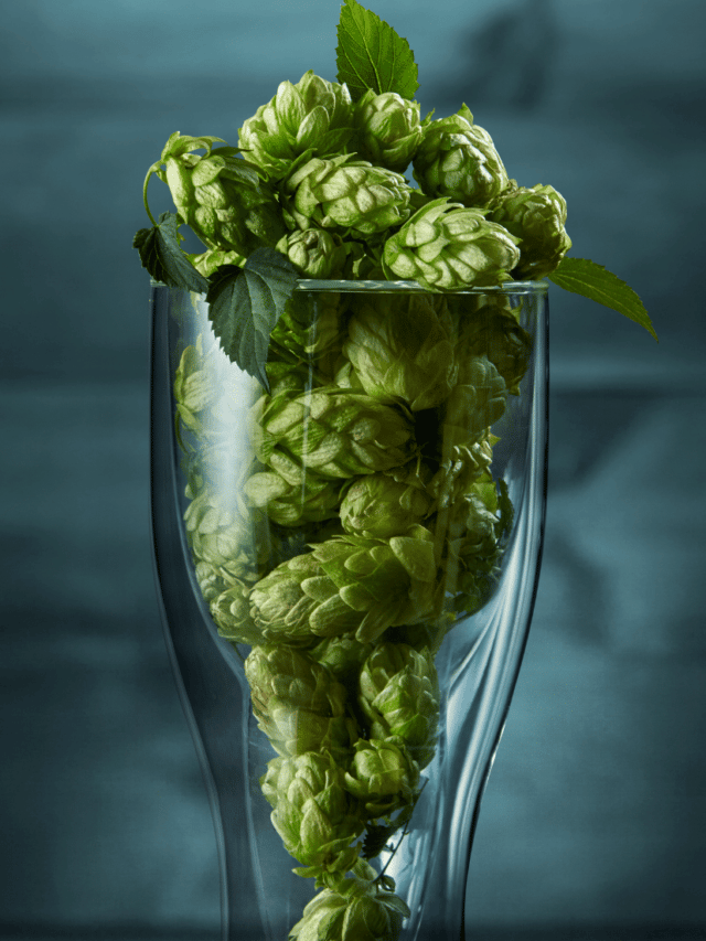 Which Hops Go Well Together for IPAs and Other Styles!
