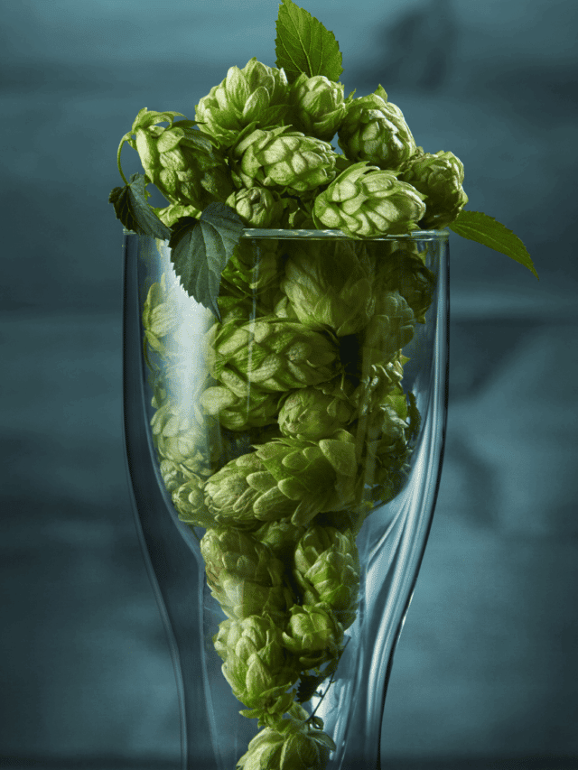 cropped-Do-Hops-Add-Calories-to-Beer-1.png