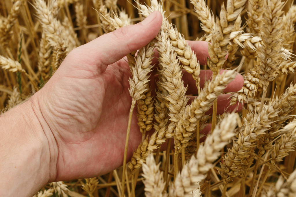 wheat is an important ingredient in American Wheat beers