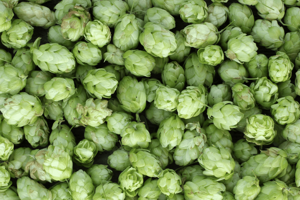 A traditional Kölsch uses German hops for both bittering and flavor.